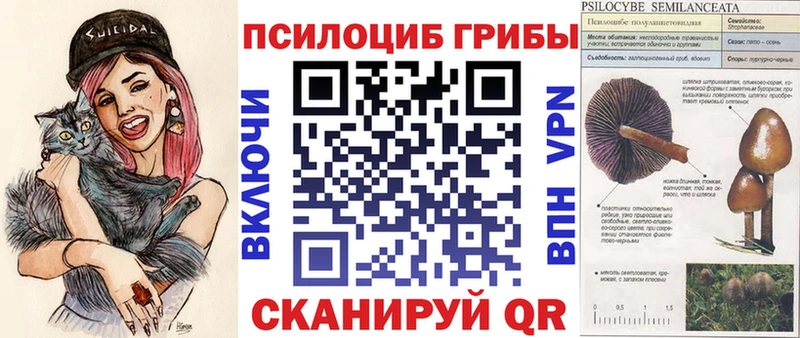 МЕГА   купить   Болотное  Псилоцибиновые грибы Psilocybine cubensis 